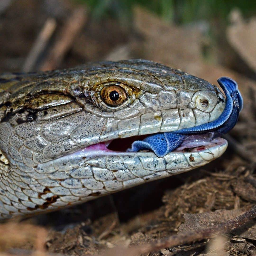 アメリカ自然史博物館のインスタグラム：「Say “hi” to the blue-tongue skink (Tiliqua scincoides)! This lizard is common in Australia, where its gray and brown scales help camouflage it against scrubland or woodland habitats. It’s omnivorous, gobbling up insects, fruits, plants, and smaller reptiles. Why the blue tongue? In part, for defense. When threatened, the skink will open its bright pink mouth, hiss, and stick out its bold blue tongue to startle and hopefully scare off predators. Photo: Alexandre Roux, CC BY-NC-SA 2.0, flickr」
