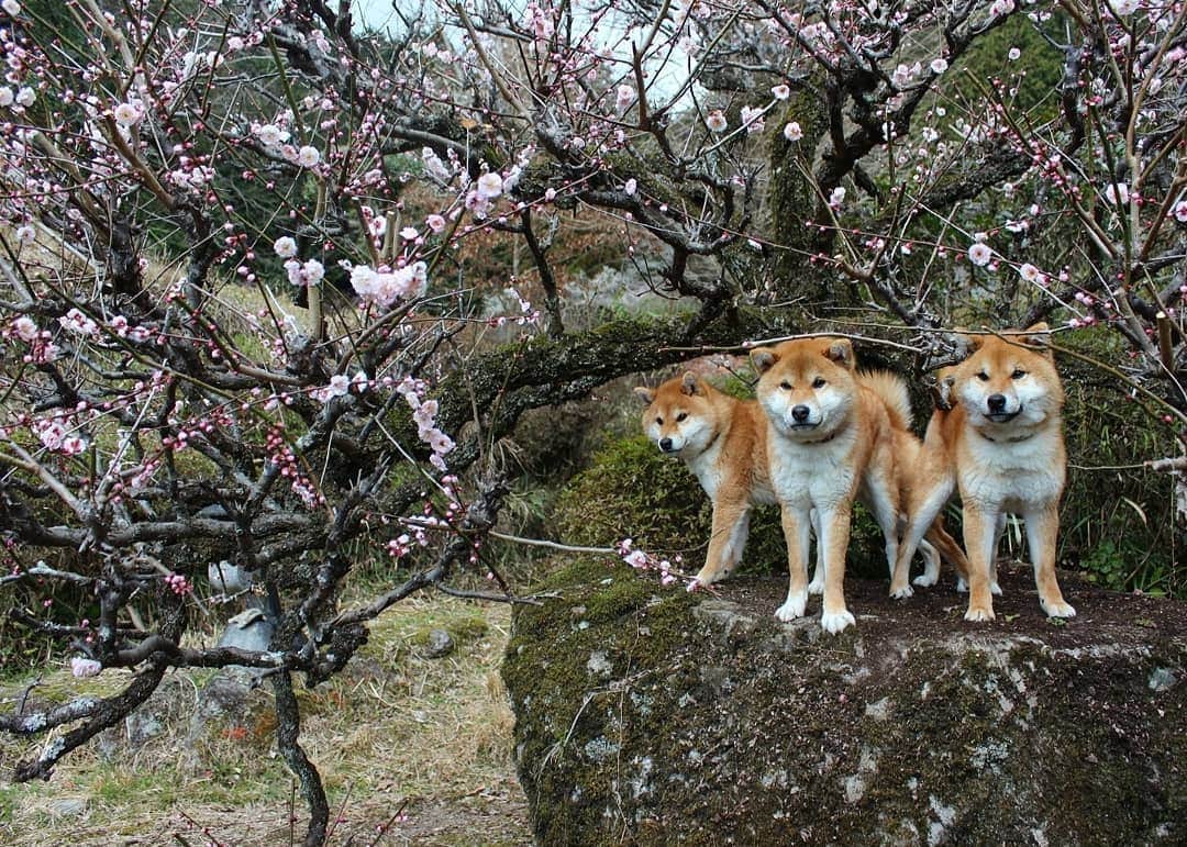 柴犬たま Shibainu Tamaのインスタグラム：「﻿ この数日のポカポカ陽気で梅の花が一気に咲き始めた🌼﻿ ﻿ Caption trans🇬🇧﻿ The last few days have been warm and the plum blossoms have started to bloom🌼﻿ ﻿ #たま家族 #柴犬コイ #柴犬トロ #柴犬ウニ #おしゅし兄弟 #仲良し兄弟 #うめ #ウメ #梅 #梅の花 #花とコイ #花とトロ #花とウニ #花とおしゅし #ふわもこ #かなりひし形﻿ #柴犬 #shiba #shibainu #shibastagram #犬 #dog #多頭飼い」