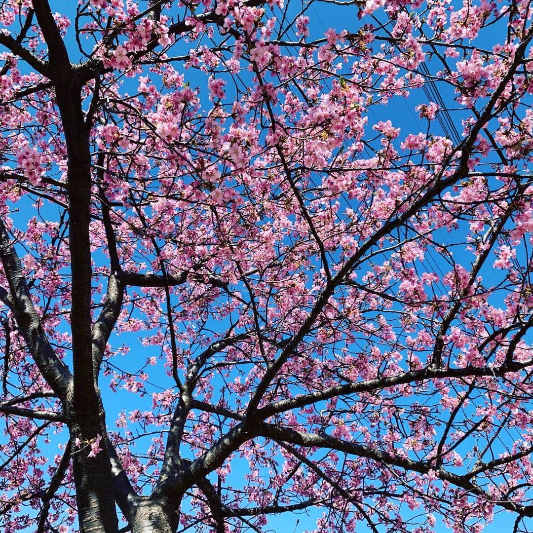 アクア新渡戸さんのインスタグラム写真 - (アクア新渡戸Instagram)「お花見IN引池川親水公園✨  めちゃくちゃいい天気🔅🔆  今日は家族でお花見に来てます 気持ちいぃぃぃぃ！＼(^^)／ 桜も結構咲いてて綺麗です🌸🌸･ ｡ 　🌸∴｡　*  ✨･ﾟ*｡🌸･  　💖 ･ 🌸 ✨  °*.* 💖  ･ ﾟ*｡･ﾟ✿｡ 　　🌸　🌸 ･✨°*. 　　　｡·*･｡ﾟ *.｡🌸｡ ✿ 　　　　* ｡･ﾟ*.｡  　*　💖 ﾟ･✨🌸 * ｡ 　　　　　　･ﾟ ｡🌸  沢山遊ぶぞ〜😁✌️  #引池川親水公園  #お花見 #家族時間❤️  #至福のひととき💕  #桜綺麗🌸」2月23日 11時41分 - amiaquanitobe