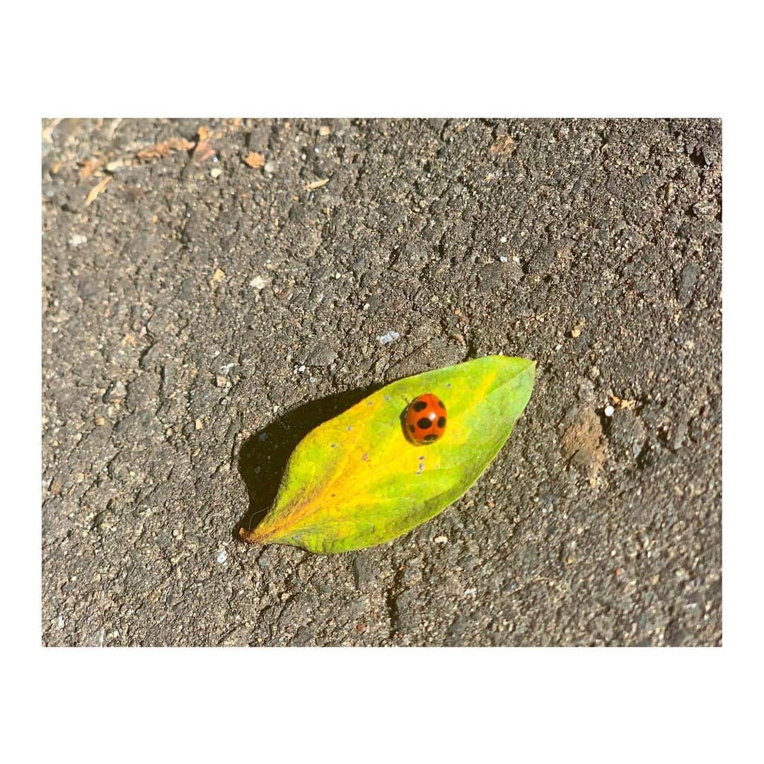 外岡えりかさんのインスタグラム写真 - (外岡えりかInstagram)「. 幸運はすぐそこに🍃✨ #lucky 🐞🌟  #luck #ladybug #てんとう虫」2月23日 11時48分 - erica_tonooka