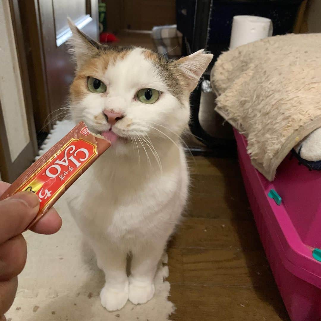 Kachimo Yoshimatsuのインスタグラム：「おはようミケ子さん ちゅーるいかがですか？ いつでも足にスリスリしてもいいからね。 #うちの猫ら #猫 #mikeko #ねこ #cat #ネコ #catstagram #ネコ部 http://kachimo.exblog.jp」