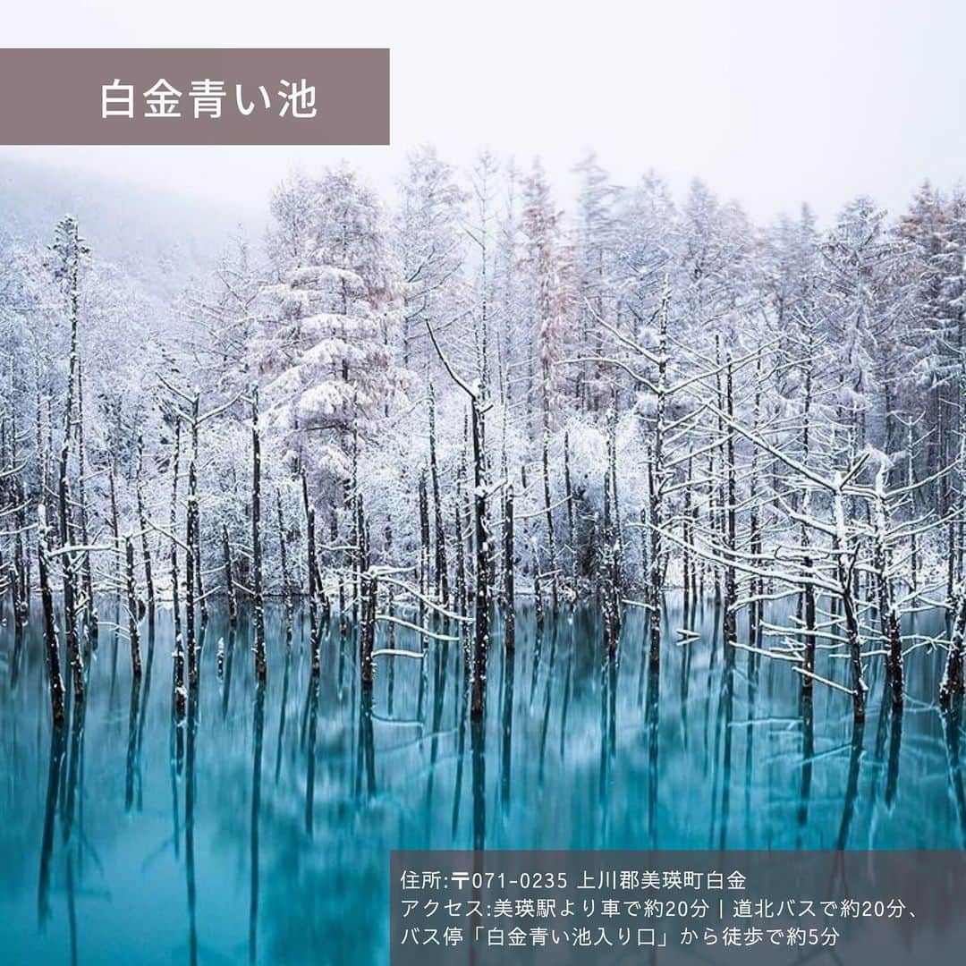 旅工房公式さんのインスタグラム写真 - (旅工房公式Instagram)「#北海道旅行 #北海道観光﻿ 今回ご紹介するのは、冬の北海道☃️﻿ 冬にしか楽しめないおすすめスポットをご紹介します❄️﻿ ----------------------------------------﻿ ▽お写真ありがとうございます！﻿ ﻿ １： @ypsjoe さん﻿ 1月下旬～3月中旬にかけて開催される層雲峡温泉 氷瀑まつり☃️夜になると氷のオブジェや氷のドームなどがライトアップされ幻想的な世界が目の前に広がります✨﻿ ﻿ ２： @t.ak.u_0705 さん﻿ ブルーの水が美しい、美瑛町の白金青い池❄️﻿ おすすめは水面が凍結する前の時期！ブルーの池とホワイトの雪のコントラストは息を呑む美しさ🦢💙﻿ ﻿ ３： @yukimi___14 さん﻿ 冬にだけに現れる氷の街、星のリゾート トマムのアイスヴィレッジ🧊全て氷でできた世界はまるでアナと雪の女王の世界にいるかのよう🏰﻿ ﻿ ４: @guutaraseikatu さん﻿ なだらかな丘の上に立つクリスマスツリーの木！真っ白な雪景色の中に佇むクリスマスツリーの木は雪とのコントラストでさらに美しく見えます🎄✨﻿ ﻿ ５: @sanemuzzz さん﻿ 北海道のみに生息する話題の野鳥、シマエナガに比較的高い確率で会える「THE BIRD WATCHING CAFE」☕️ここでは可愛いすぎるシマエナガソフトが食べられます🍦❣️﻿ ﻿ -----------------------------------﻿ 海外・国内問わず、素敵なスポットやグルメ、アイテムの写真にはぜひ #旅工房や@tabikoboをタグ付けしてください❣️﻿ ﻿ #北海道旅行 #北海道観光 #北海道 #層雲峡氷瀑まつり #青い池 #トマム #トマム星のリゾート #クリスマスツリーの木 #旅行計画#thebirdwatchingcafe #シマエナガ #北海道カフェ #美瑛 #旅したくなるフォト #国内旅行好きな人と繋がりたい #北海道行きたい #旅すたぐらむ #女子旅 #タビジョと繋がりたい #冬旅 #層雲峡 #北海道カメラ部 #国内旅行 #日本の絶景 #japantrip #hokkaido #traveljapan #旅工房北海道」2月23日 12時01分 - tabikobo
