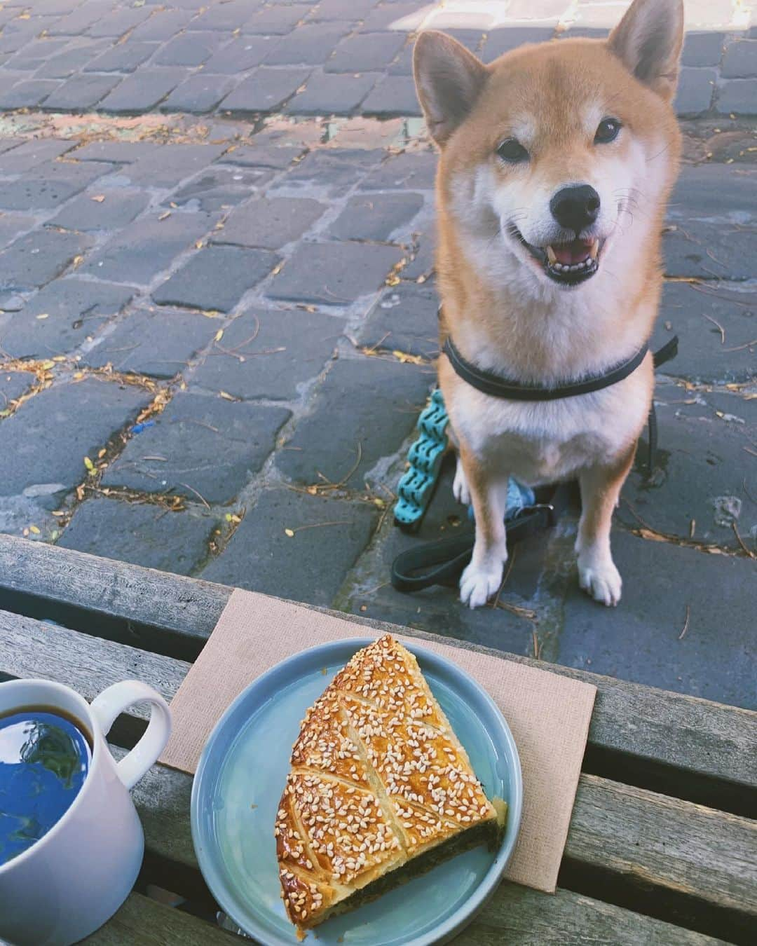 Shibainu Pontaさんのインスタグラム写真 - (Shibainu PontaInstagram)「@smallbatchroast 💗💗 メルボルンで大好きなコーヒー屋さん☕️  . #shibainu #melbourne #メルボルン　#柴犬」2月23日 12時04分 - pontasyk