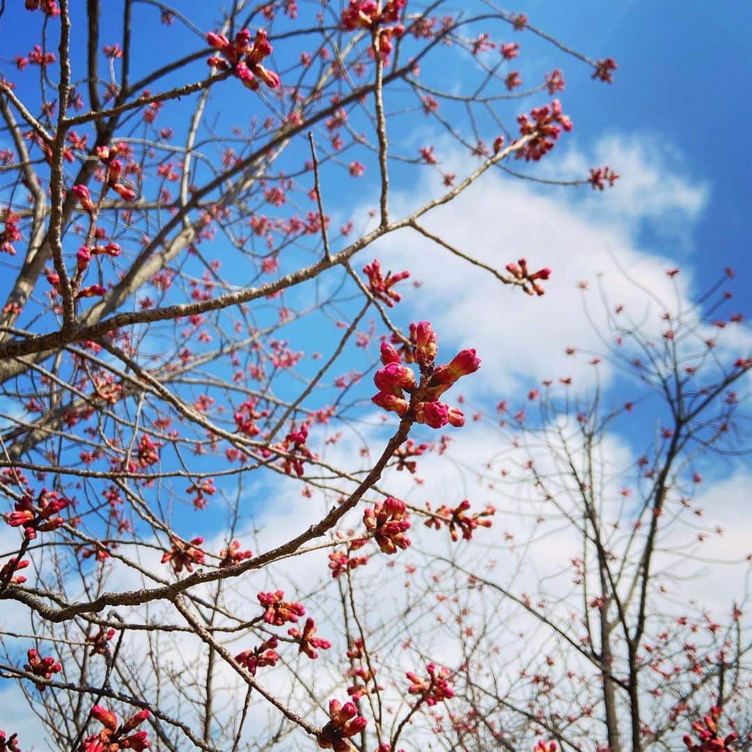 梶有紀子さんのインスタグラム写真 - (梶有紀子Instagram)「. 膨らむ春🌸 . 今夜は18時にYouTube UPします🎥 こんな景色に似合う《スピッツ / 運命の人》を歌ってみています✌️ . 是非楽しみにご覧くださいね⭐️ . #walking #朝散歩 #朝活 #朝さんぽ #桜の蕾 . . . #梶有紀子 #yukikokaji #シンガーソングライター #弾き語り #ギター弾き語り #ギター女子 #ギター好きな人と繋がりたい #jpopmusic #japanesemusician #singerslife #japanesesong #音楽好きな人と繋がりたい #instamusiciansdaily #musiciandaily #音楽家 #日常の幸せ #シンガーソングライターと繋がりたい」2月23日 12時09分 - kajiyukiko1112