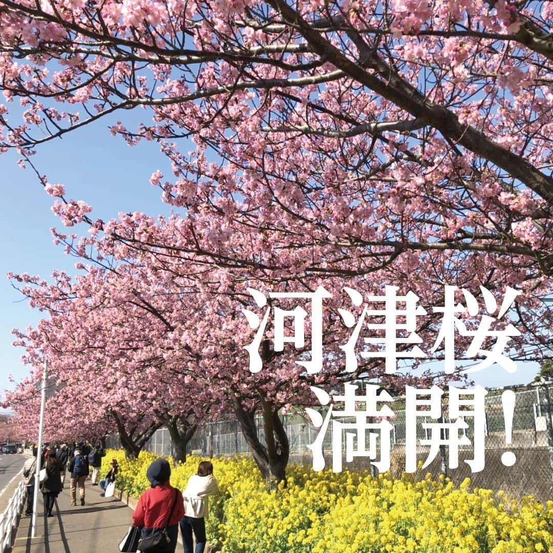 【公式】オーシャンリゾートホテル マホロバ・マインズ三浦さんのインスタグラム写真 - (【公式】オーシャンリゾートホテル マホロバ・マインズ三浦Instagram)「. 今日もぽかぽか お花見日和です🌸  今年はお花見したくても 外出できない…… という方も多いと思います。  写真で少しでも 一足早い春を 感じていただけたら うれしいです😊  #桜まつり #kawazuzakura #河津桜 #桜 #お花見 #さくら #河津桜🌸 #桜が好き #開花状況 #花のある風景 #桜が好きな人と繋がりたい #gotoトラベル #花の写真館 #桜満開 #sakura #小松ヶ池 #京急線の旅 #みさきまぐろきっぷ #花の写真 #京急線 #桜の季節 #神奈川観光 #京急 #三浦 #マホロバ #三浦半島 #maholovaminds #マホロバマインズ #三浦海岸 #マホロバマインズ三浦」2月23日 12時15分 - maholova_minds_miura