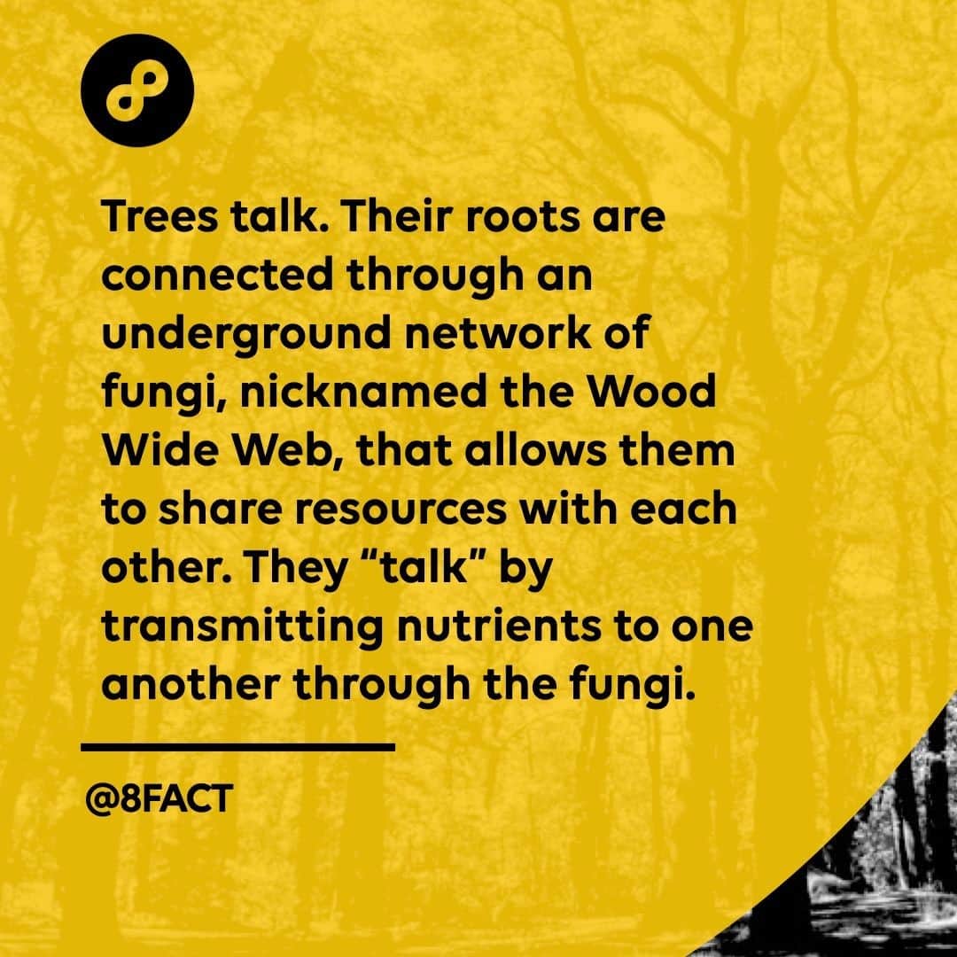 さんのインスタグラム写真 - (Instagram)「For instance, a mother tree, or oldest and strongest tree in the forest, will share some of her sugars with smaller, nearby trees.」2月23日 12時33分 - 8fact