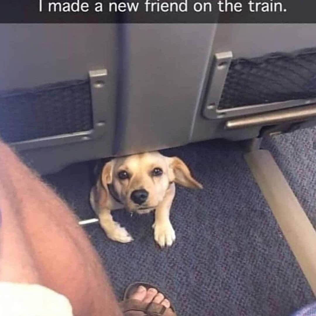 BarkBoxのインスタグラム：「I WISH TO RIDE THIS TRAIN 😭❤️🚆」
