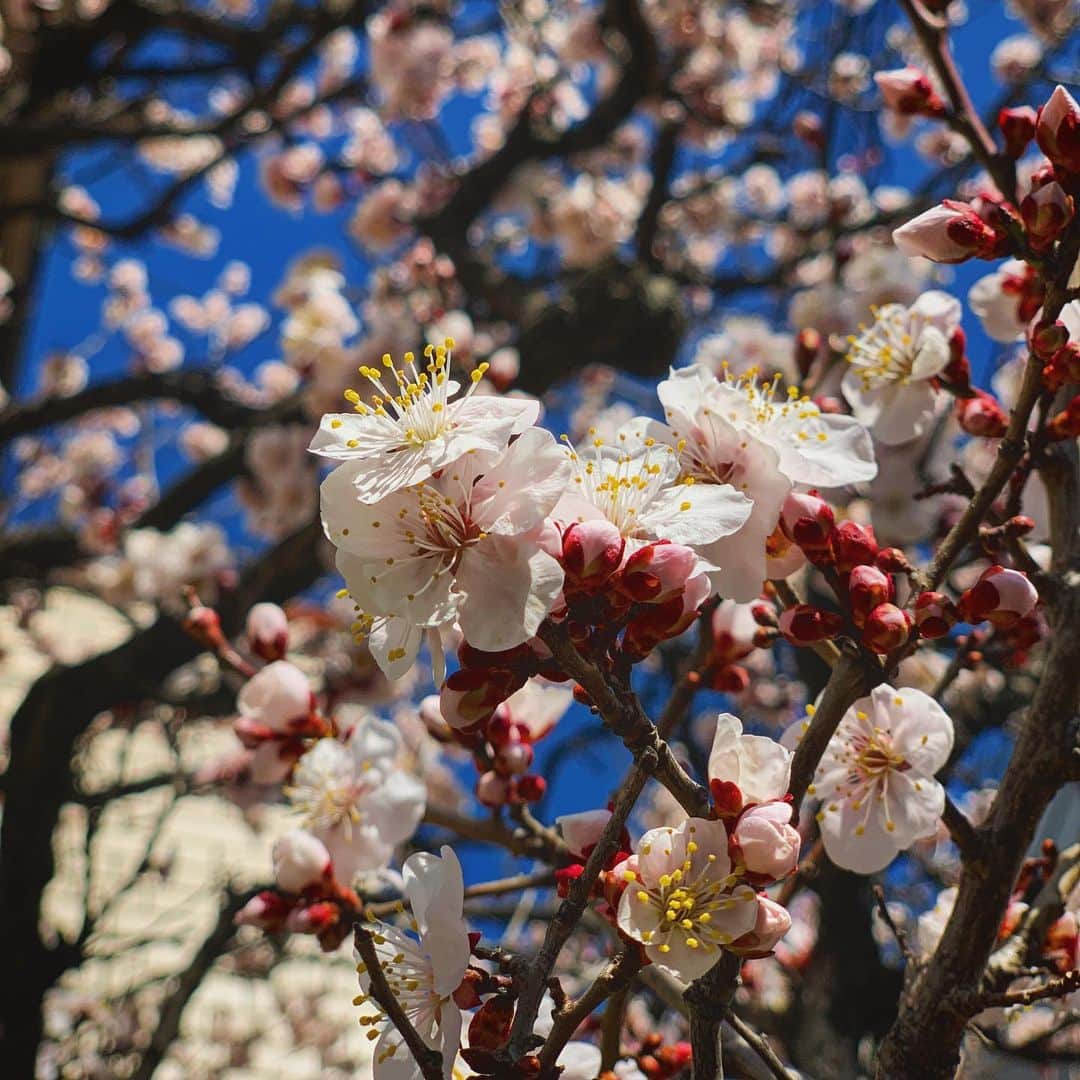 露崎義邦さんのインスタグラム写真 - (露崎義邦Instagram)「え、もうこんな咲くの？」2月23日 12時50分 - tsuyuzaki_yskn