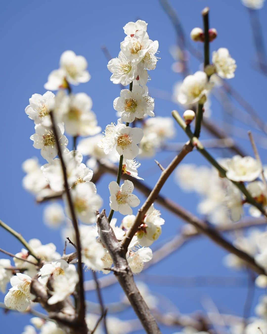 山田稔明さんのインスタグラム写真 - (山田稔明Instagram)「今年も庭の梅の白い花が咲いた。梅の実も病気にならず実りますように。向かいには燃えるような紅梅が咲いてる。三寒四温の春の序章。 #身の回りにあるものから素敵を再発見 #ポチ実」2月23日 12時51分 - toshiakiyamada