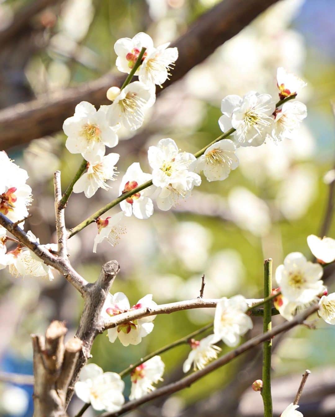 山田稔明さんのインスタグラム写真 - (山田稔明Instagram)「今年も庭の梅の白い花が咲いた。梅の実も病気にならず実りますように。向かいには燃えるような紅梅が咲いてる。三寒四温の春の序章。 #身の回りにあるものから素敵を再発見 #ポチ実」2月23日 12時51分 - toshiakiyamada