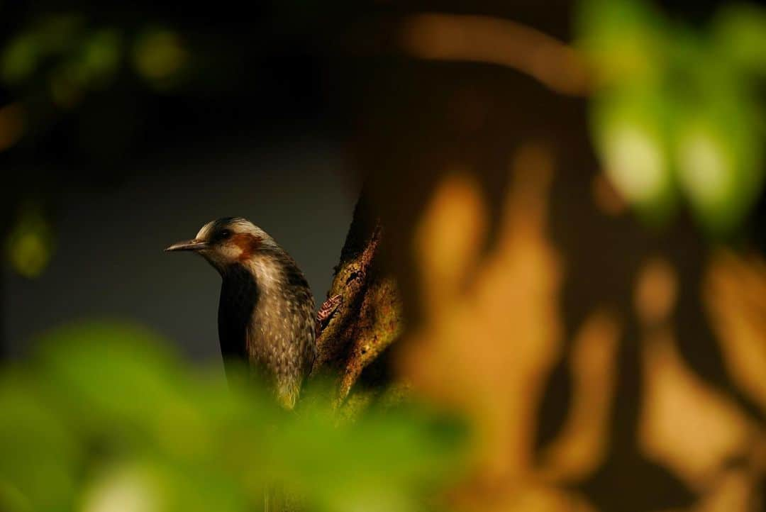 いぶくろ聖志のインスタグラム：「そぞろ  #camera #japan #photography  #写真 #鳥」