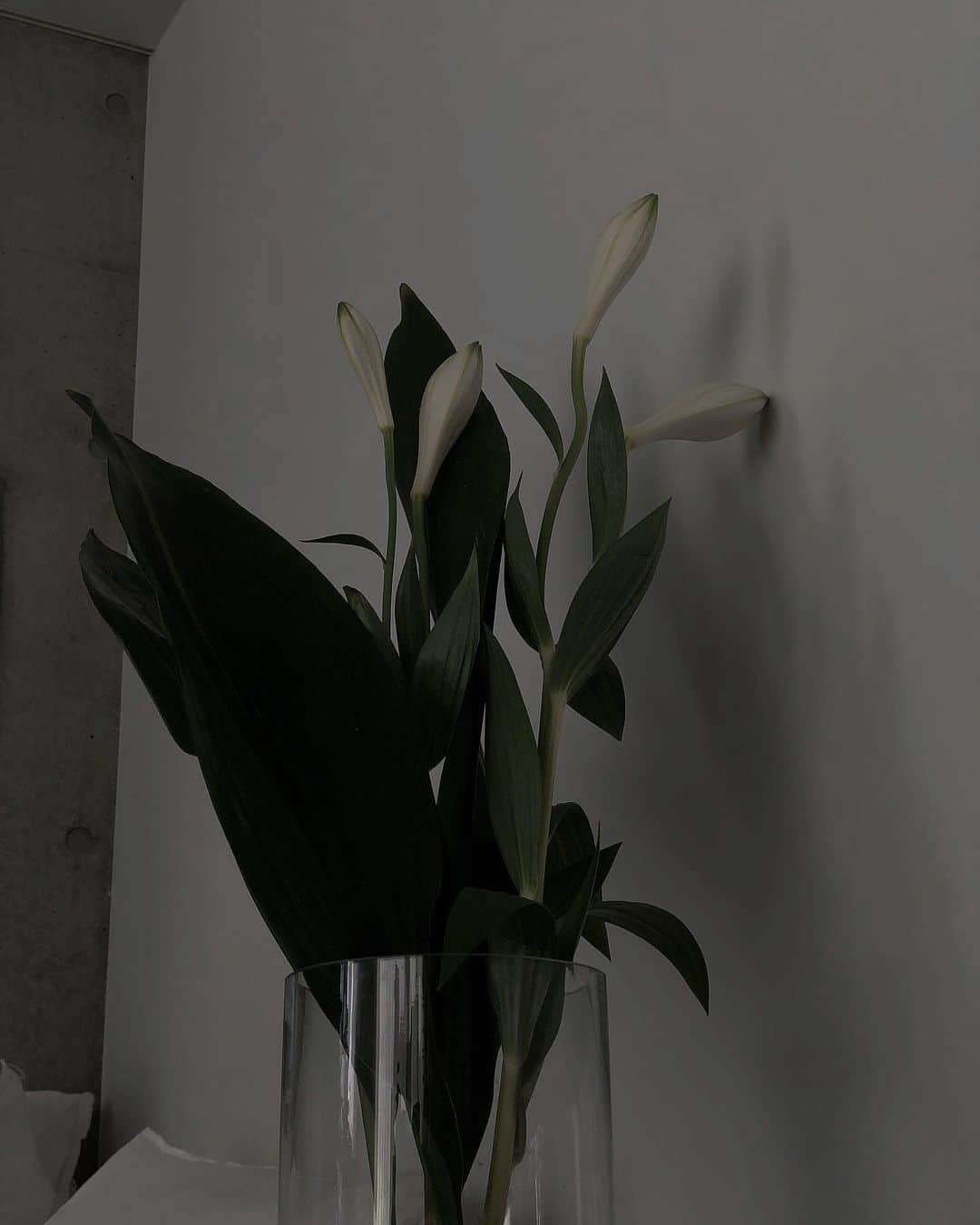 中村くるみのインスタグラム：「Lily」