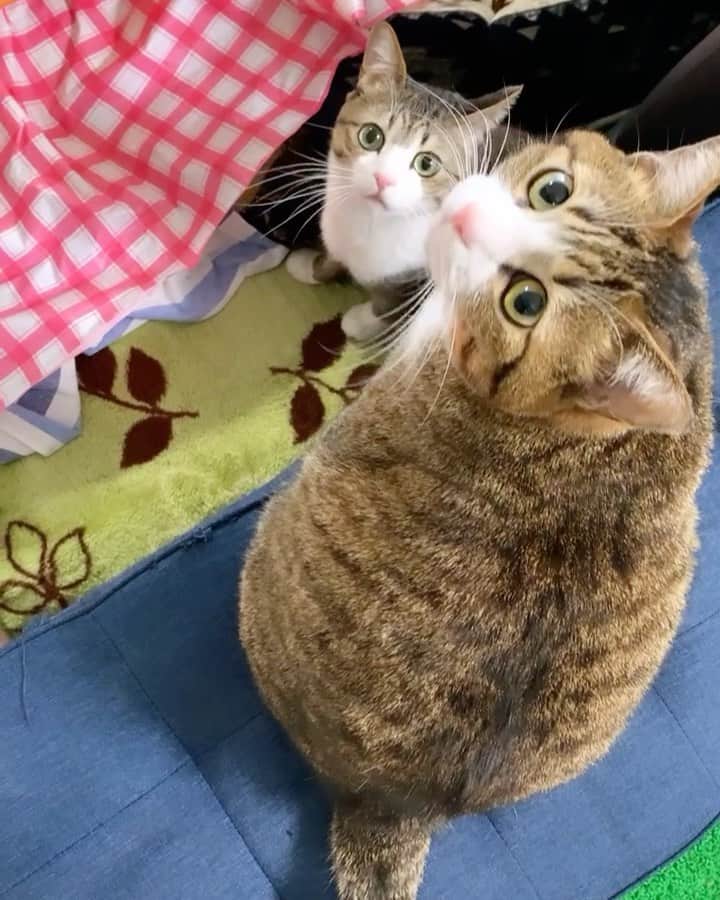すずめくんのインスタグラム：「🐥🐒  きれいにシンクロ😻💖  10月にはじめたYouTube、ありがたいことに9千人の方がチャンネル登録してくれています🥺💗 ありがとうございます！！  1万人達成したら、はじめてのLIVE配信などしてみたいと思っています🐱  宣言しておかないと絶対やらないので、ここに書かせていただきました！ その際は、都合が合いましたら生のすーうーに会いに来ていただければ…と思います🐱💗  #シンクロ兄弟  #すずめとうなぎ   Suzume & Unagi.」