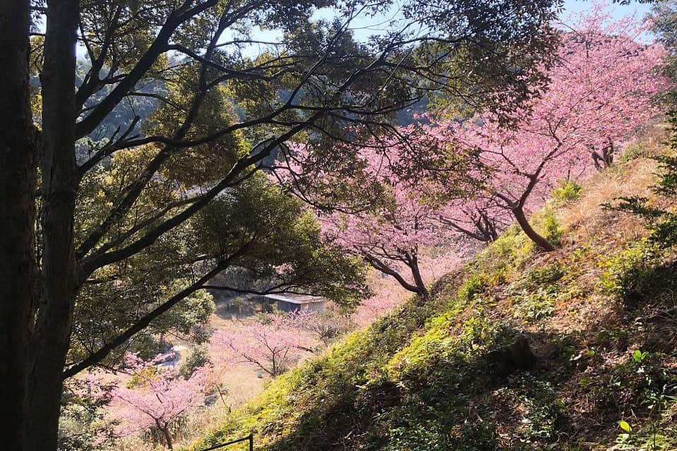 ogapiiiiiさんのインスタグラム写真 - (ogapiiiiiInstagram)「先日、友だち親子と隣町までドライブへ🚐💨  ポカポカ陽気の中、早々と満開の河津桜が見れて、一足早く春を感じる１日でした🌸  大好きな春が待ち遠しいけど、それより花粉が凄すぎて辛いです…🤧  #南伊勢町 #南伊勢 #河村瑞賢公園 #桜 #河津桜 #三重県 #三重 #山道 #インスタスポット #みなみいせ日和 #伊勢志摩 #風景写真 #japantravel #花見 #お花見 #大自然 #誰かに見せたい風景 #だれかにみせたい景色 #伊勢志摩国立公園 #visitmie  #visitjapan #visitjapanjp #kankomie #Cherryblossom #spring」2月23日 13時24分 - ogapiiiii