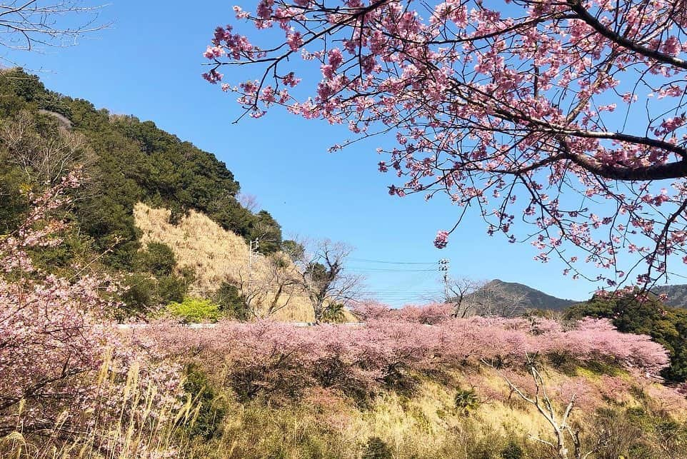 ogapiiiiiさんのインスタグラム写真 - (ogapiiiiiInstagram)「先日、友だち親子と隣町までドライブへ🚐💨  ポカポカ陽気の中、早々と満開の河津桜が見れて、一足早く春を感じる１日でした🌸  大好きな春が待ち遠しいけど、それより花粉が凄すぎて辛いです…🤧  #南伊勢町 #南伊勢 #河村瑞賢公園 #桜 #河津桜 #三重県 #三重 #山道 #インスタスポット #みなみいせ日和 #伊勢志摩 #風景写真 #japantravel #花見 #お花見 #大自然 #誰かに見せたい風景 #だれかにみせたい景色 #伊勢志摩国立公園 #visitmie  #visitjapan #visitjapanjp #kankomie #Cherryblossom #spring」2月23日 13時24分 - ogapiiiii