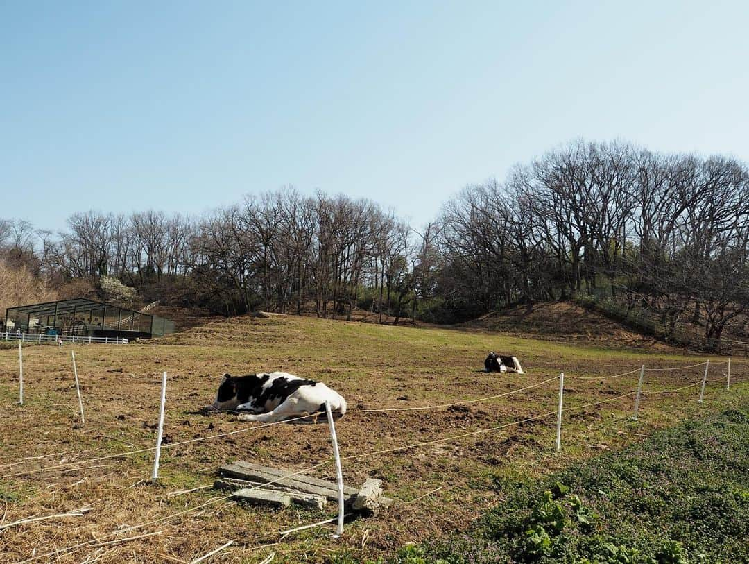 臼田あさ美のインスタグラム：「🐄☀️……🤧😷」