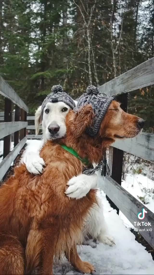 のインスタグラム：「Couple of besties 🥺❤️ Video by: @wat.ki」