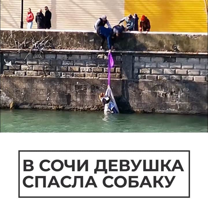 RIAノーボスチのインスタグラム：「В Сочи отважная девушка спасла тонущую собаку из холодной реки. Прохожие тоже не остались в стороне. Они связали из подручных средств веревку и помогли девушке и псу выбраться на сушу.」