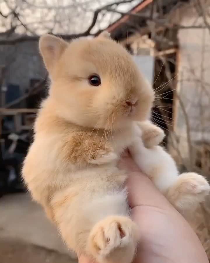 animalsのインスタグラム：「This bunny is way too cute 🥰  Share this with a friend ❤️」