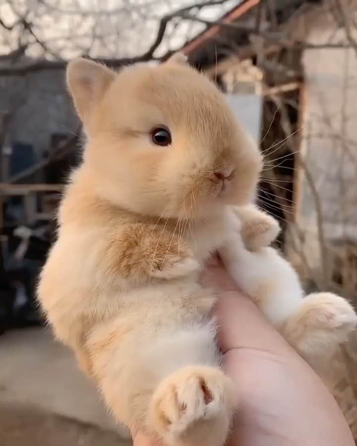 のインスタグラム：「This bunny is way too cute 🥰  Share this with a friend ❤️」