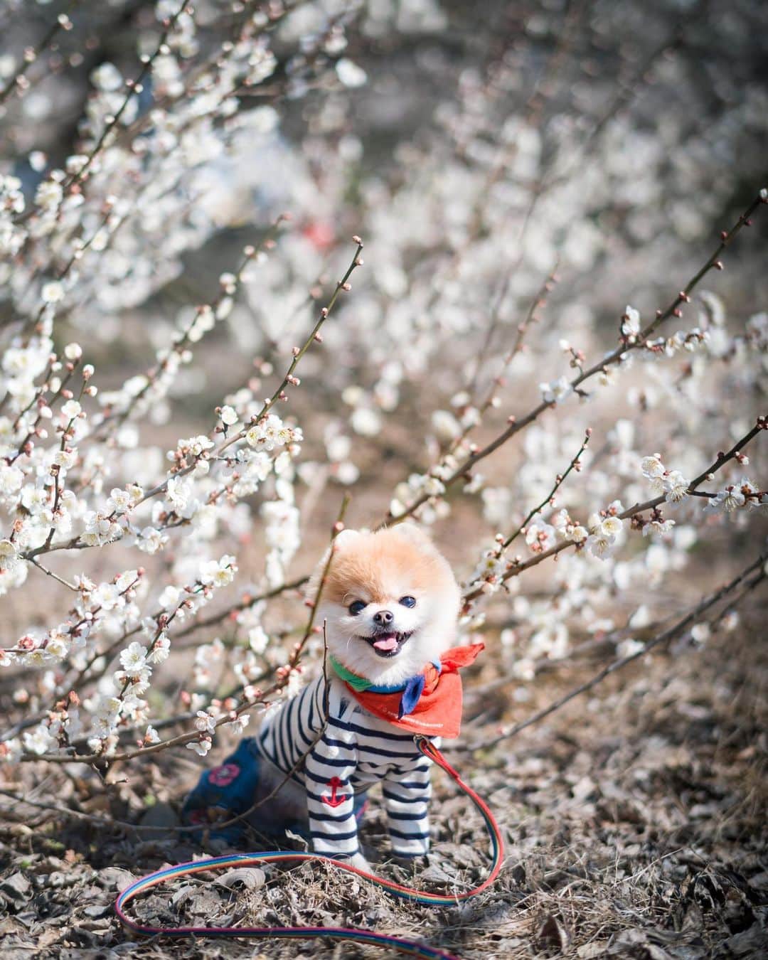 のインスタグラム：「Spring has come」