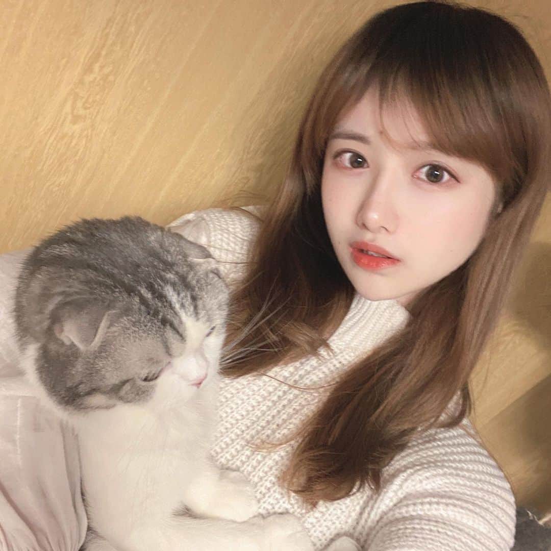 shikaのインスタグラム：「実際に猫と写真を撮ったとき  猫に蹴られ、気まずい笑顔が消えていく」