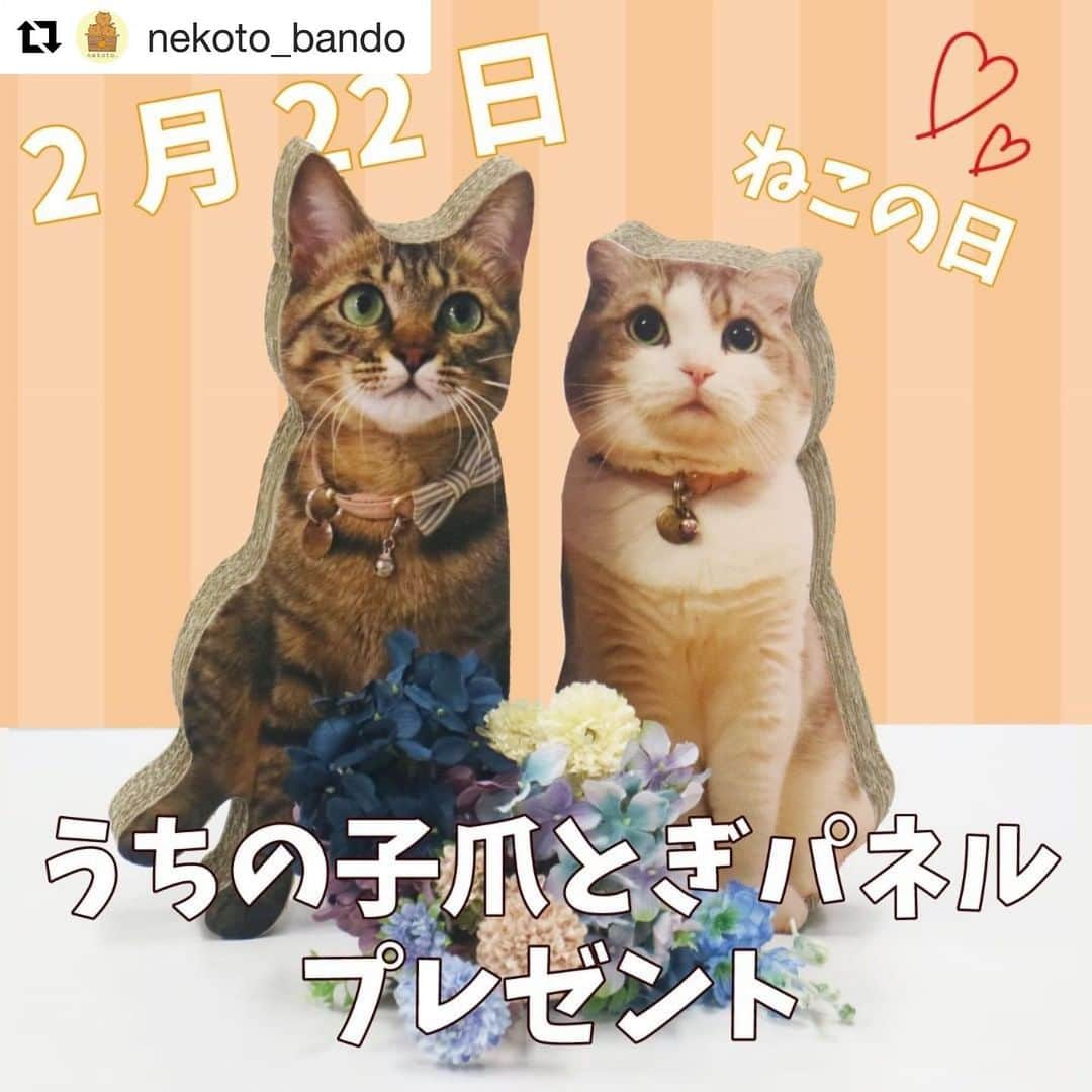 shigureのインスタグラム：「. ギリギリセーフ？ 応募します .ご縁がありますように🙏🏻 .  #Repost @nekoto_bando with @get_repost ・・・ 🐾一年に一度の #猫の日 🐾 いつも応援してくださっているフォロワーの皆様ありがとうございます😊💓 大人気企画 #うちの子爪とぎパネル プレゼント企画を開催いたします！✨ 画像はモア＆メメちゃん！(のパネルだよ！)本当そっくりにできていてお気に入りの一枚です😊  応募概要はこちら👇 ①nekoto_bando ( @nekoto_bando )をフォロー♪ ②この投稿をリポスト！スクショ等でもOK！タグ付け等でも大丈夫ですよ😉 ③#nekoto_プレゼント企画 のハッシュタグをつけて頂けると分かりやすいので嬉しいです！  期間は本日から、明日23日いっぱいまでとさせていただきます！ ※お写真は解像度の高いものをご用意ください。低いものはどうしてもぼやけてしまいますのでご了承ください。 ※なるべく実寸サイズを心がけておりますが、猫ちゃんのポーズや大きさによってまちまちですのでよろしくお願いします。 ※自立しそうな全身像でお願いします。 ※1つ1つ手作業＆加工になりますので、作成にはお時間がかかるのとサンプル品です。 TwitterとInstagram合同企画ですので、Twitterもやってる方はTwitterでの応募も可能です😉👍 是非参加してくださいませ💓 こういった爪とぎに関するコメントも頂けると大変嬉しいです、今後の企画の参考にもさせていただきます！  *＊では、素敵な猫の日を過ごしましょう＊*  .  #猫 #猫好き集まれ #ねこすたぐらむ #にゃんすたぐらむ #ねこら部 #猫といる暮らし #プレゼント企画 #にゃんにゃんにゃんの日 #爪とぎ #パネル #nekoto_ #cat #catstagram #企画 #うちの子グッズ #猫用品 #インテリア #世界に一つだけ」