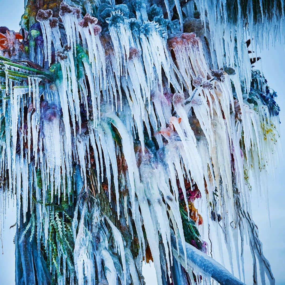 東信さんのインスタグラム写真 - (東信Instagram)「Frozen Flowers (2021)  #azumamakoto #makotoazuma #shiinokishunsuke #amkk #amkkproject #botanicalsculpture #todowara #hokkaido #theendoftheworld #東信 #東信花樹研究所 #トドワラ #野付半島」2月23日 23時56分 - azumamakoto