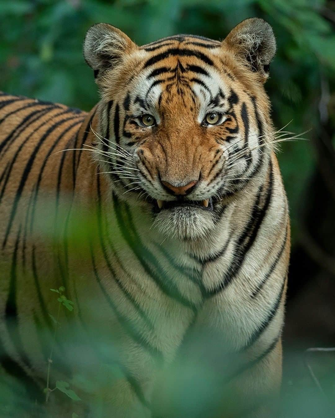 Discoveryさんのインスタグラム写真 - (DiscoveryInstagram)「Smile 🐯  📸: @ankit.bansod13   #tigertuesday #tiger #bigcatsofinstagram #wildlifephotography #catlife #projectcat」2月24日 0時00分 - discovery