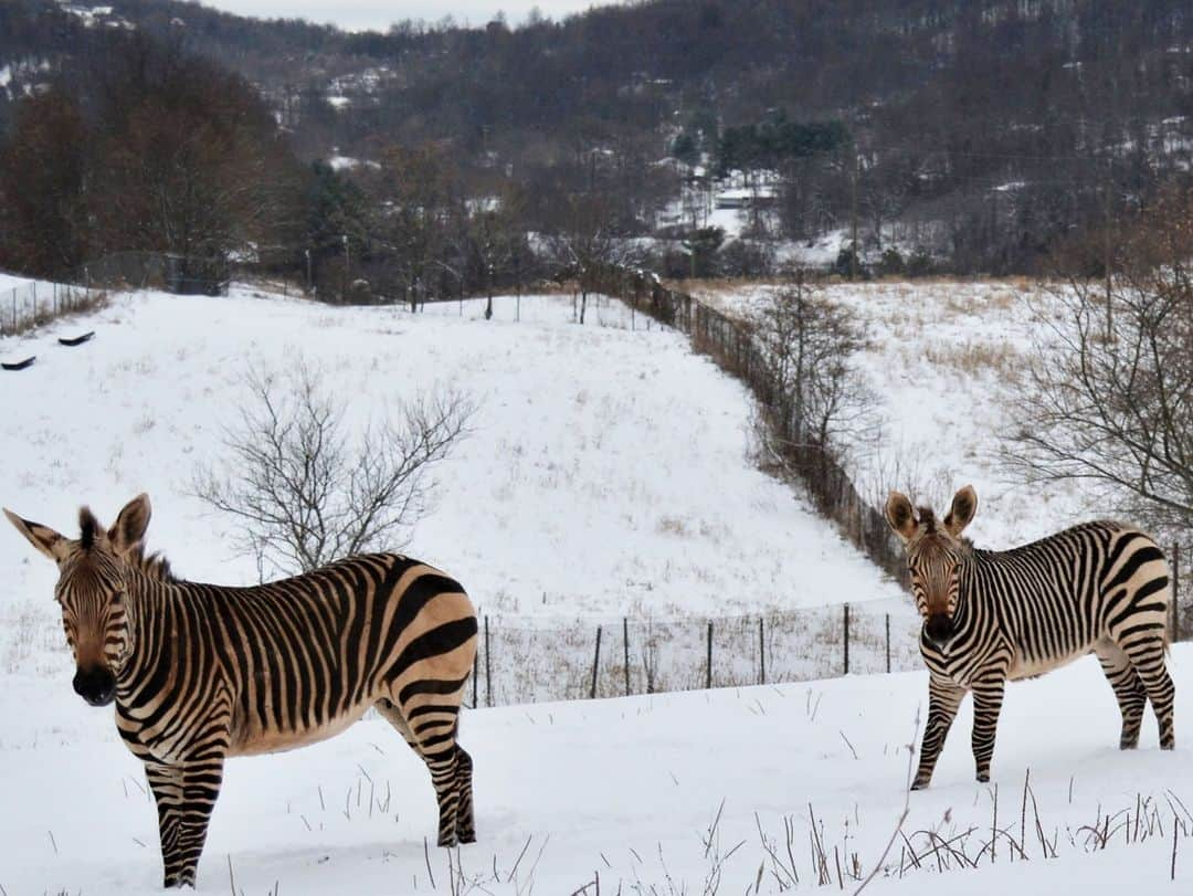 スミソニアン国立動物園のインスタグラム