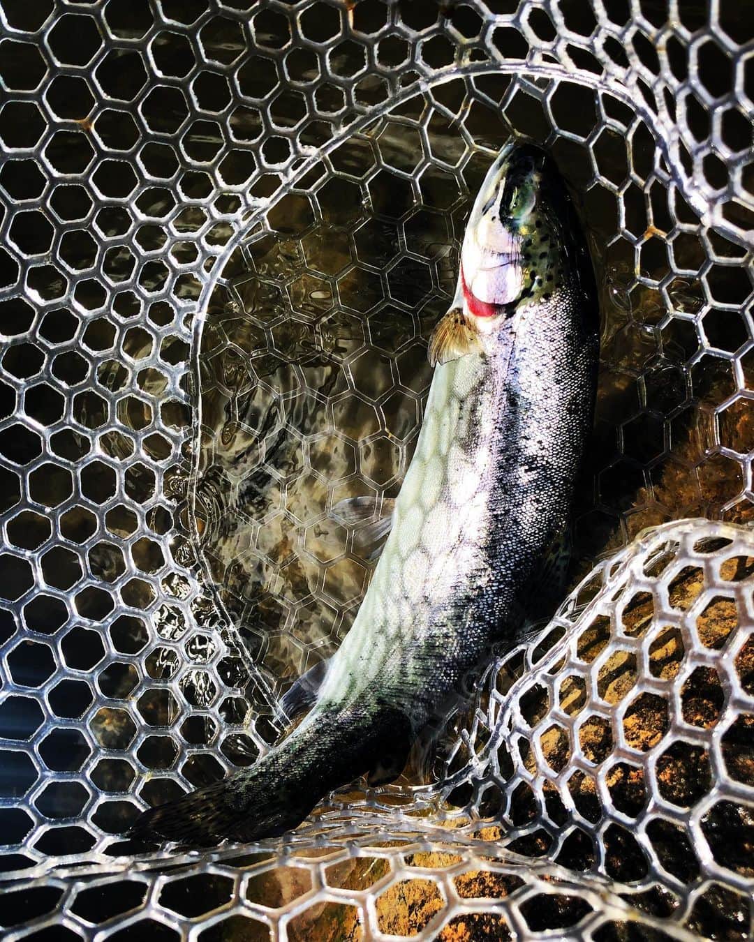 佐々木洋平のインスタグラム：「308Club  #管理釣り場  #トラウト  #troutfishing」