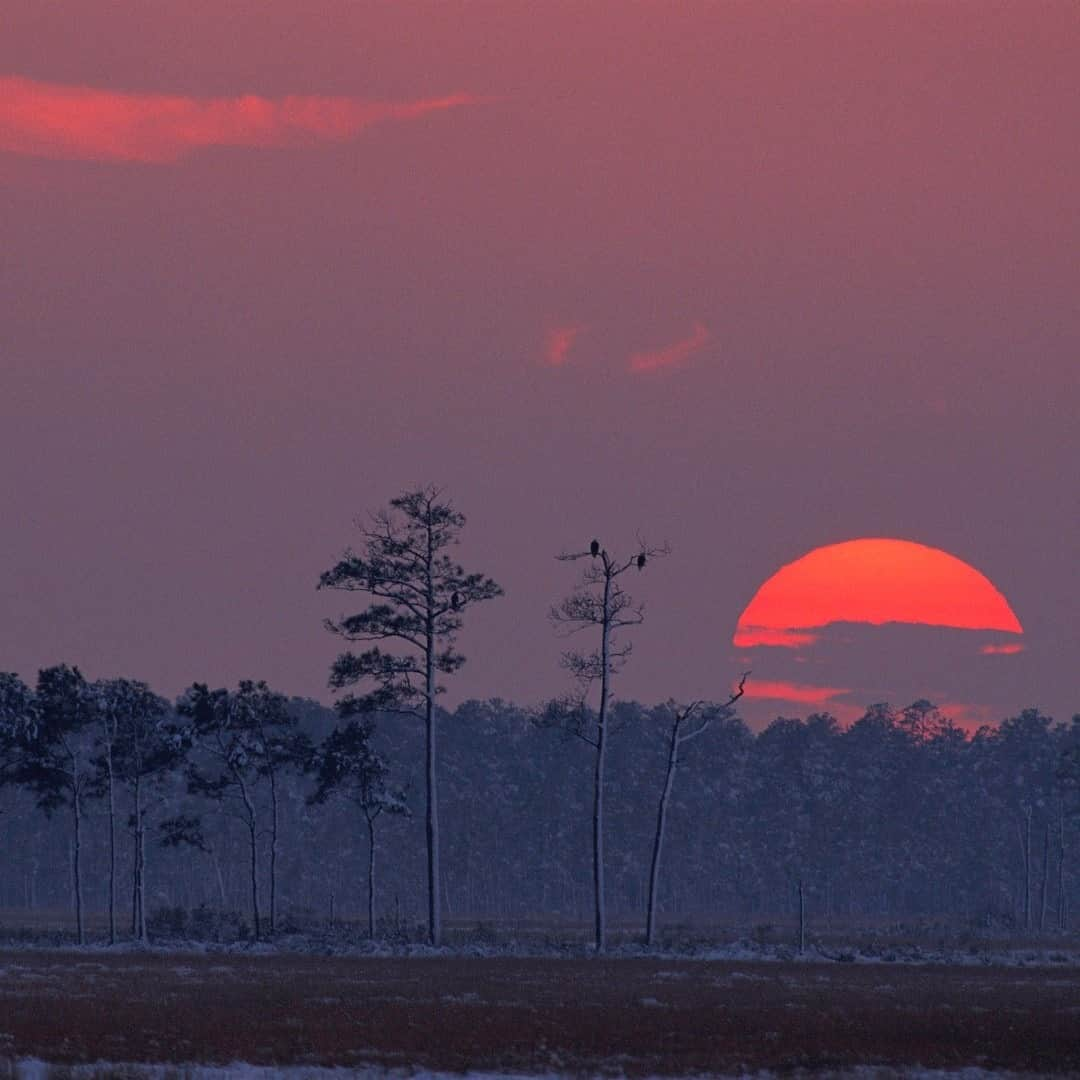 アメリカ内務省さんのインスタグラム写真 - (アメリカ内務省Instagram)「"The midnight sky and the silent stars have been the witnesses of your devotion to freedom and your heroism." - Frederick Douglass wrote to Harriet Tubman   Now a sanctuary for migratory birds, areas of Blackwater National Wildlife Refuge in #Maryland were once part of the landscape where Harriet Tubman was born and raised. The refuge has a trail named after her and honors her heroic actions that helped many slaves escape to freedom on the Underground Railroad. The refuge is situated in Dorchester County on the #EasternShore of Maryland where Tubman was born in 1822. The natural habitats of the refuge, wetlands, waterways, #swamps  and upland forests, are representative of the landscape that #HarrietTubman experienced and grew up in. #BlackHistoryMonth」2月24日 0時31分 - usinterior