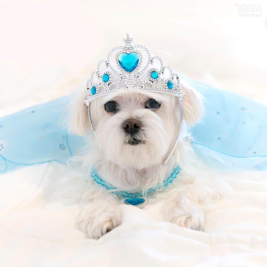 hi.arodのインスタグラム：「Clearly my sister doesn't understand gender yet. 🤦🏻 Look what she called me in the second video!👉  #dressuptime#princess#prince#lovelyprincess#beautifulprincess#princesselsa#frozenelsa#frozen#mysisteristhebest#princesscosplay#dogcosplay#dressup#dressupyourpetday#fairytale#princessdog#imaboy#letitgo#bestdogever#maltese#maltês#malteseofficial#maltesegram#malteseworld#malteser#maltesedog#maltesenation#houndandlife#whitedog #狗 #瑪爾濟斯」