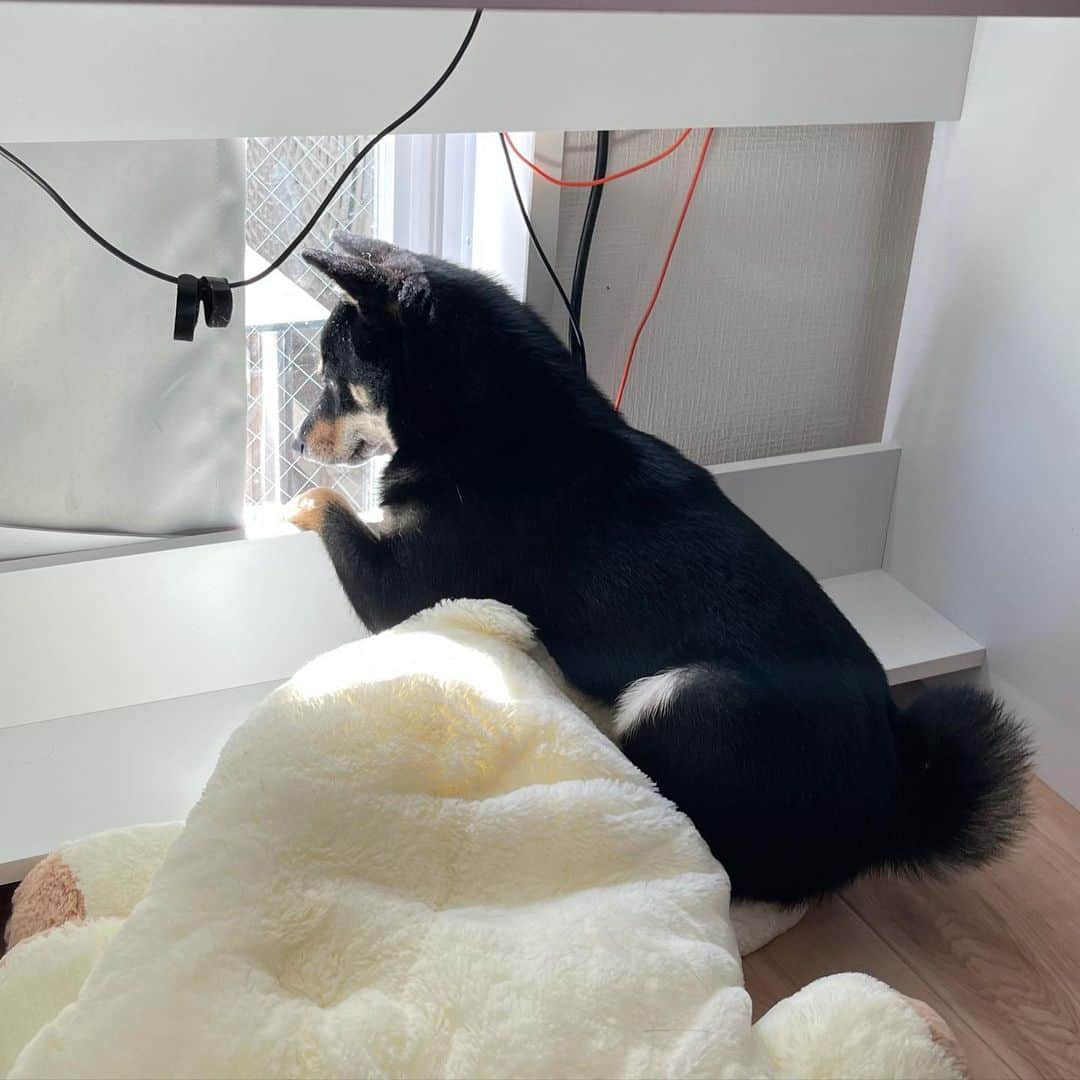 環奈（長沢菜々香の飼い犬）のインスタグラム：「ひなたぼっこ」