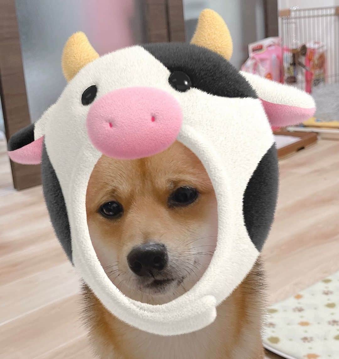 環奈（長沢菜々香の飼い犬）のインスタグラム：「🐮」