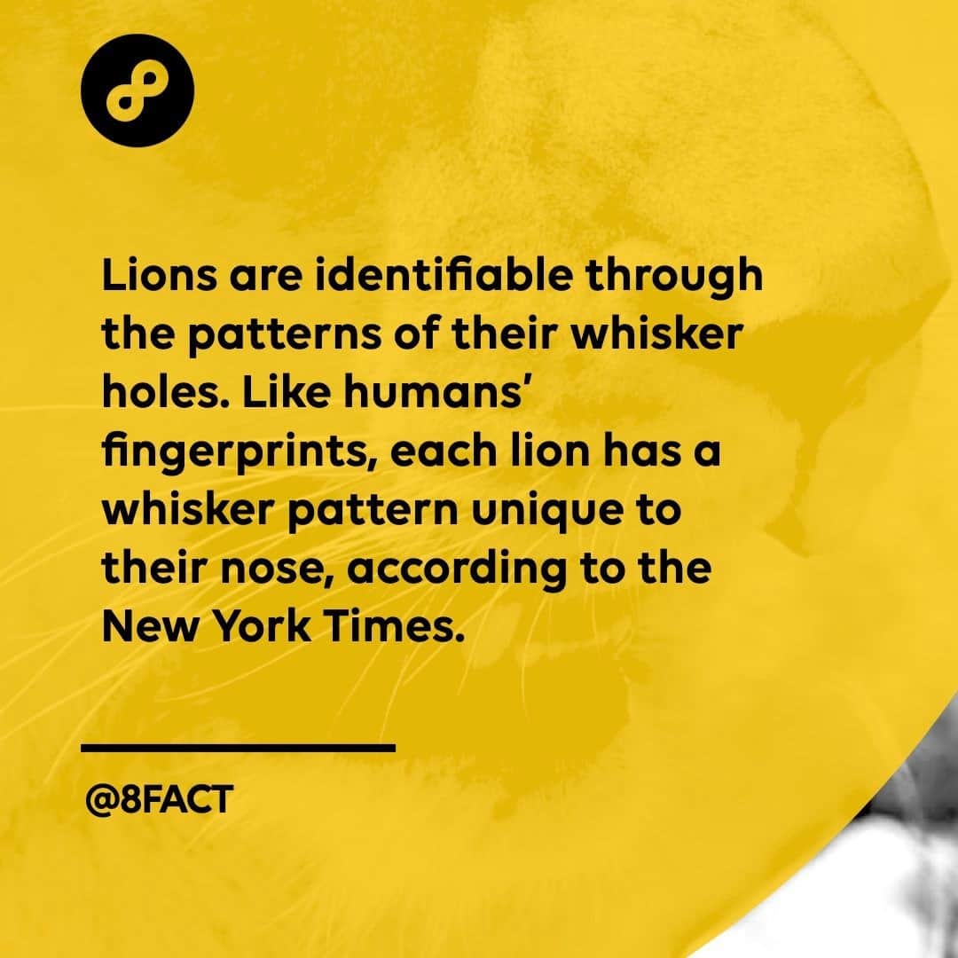 のインスタグラム：「🦁」