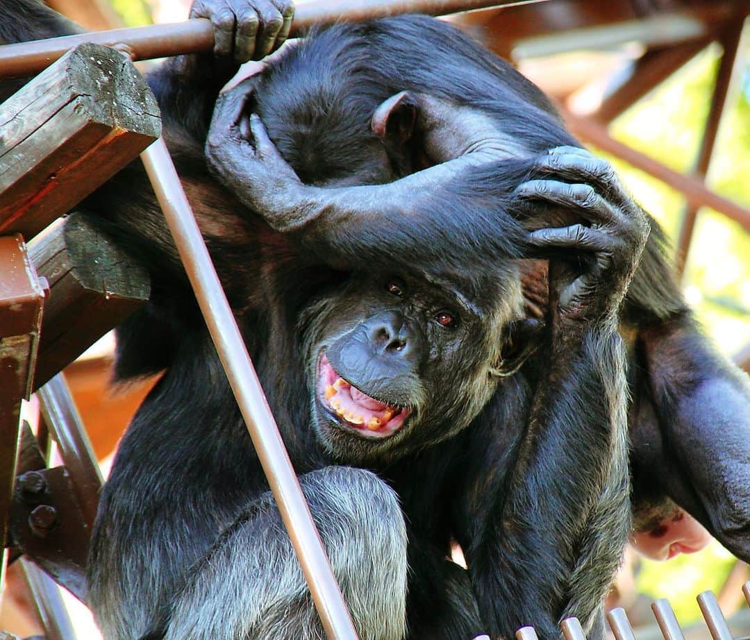 YOICHIのインスタグラム：「#じゃれる #仲良し #癒される #チンパンジー #猿」