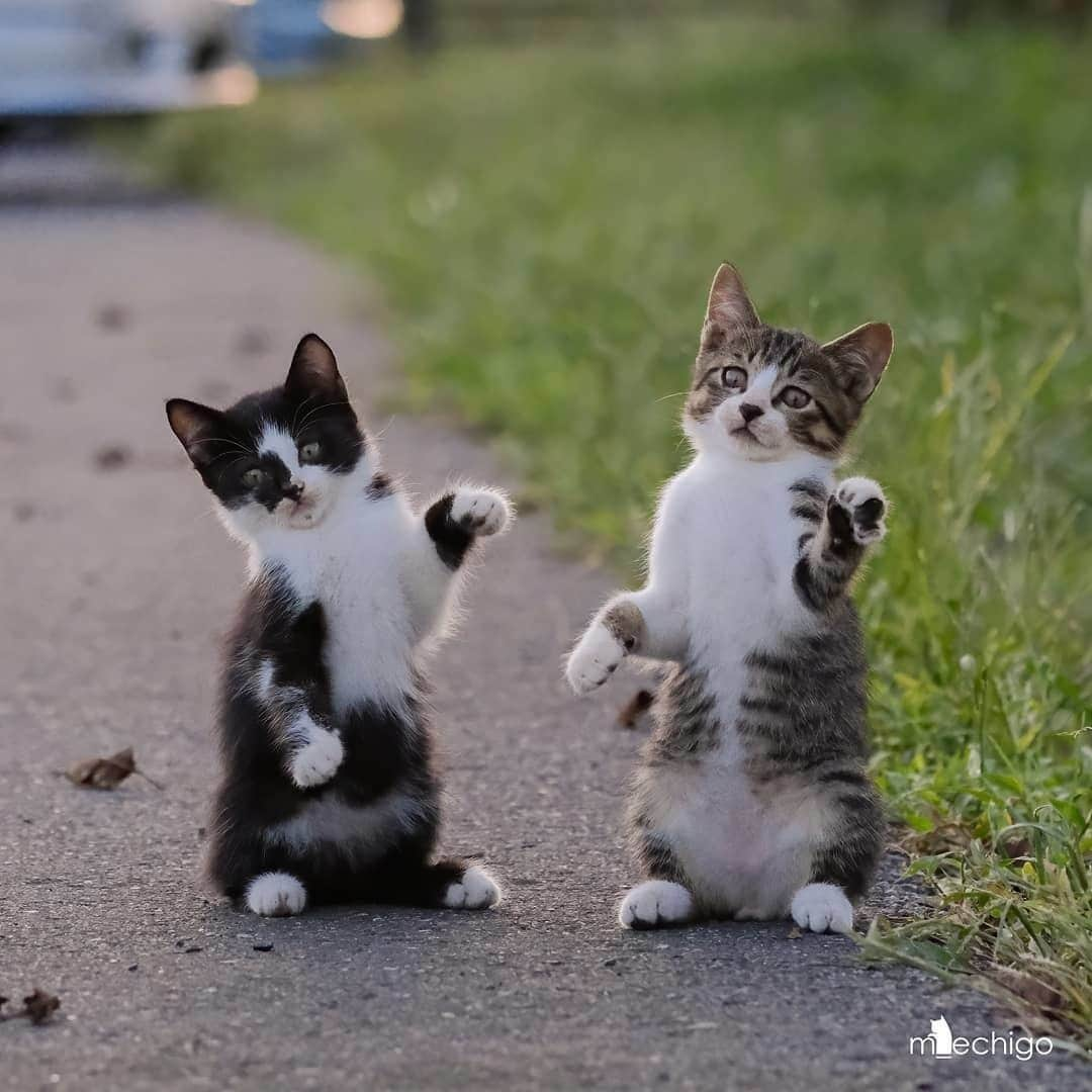 NEKOくらぶさんのインスタグラム写真 - (NEKOくらぶInstagram)「| ダブル招き猫🐱🐱🎵⠀ @m_echigo さんの作品ですにゃ（＝ΦωΦ＝）⠀ *⠀ いいね！＆コメント大歓迎！！⠀ *⠀ #nekoclub #NEKOくらぶ #Japan #Photo #写真 #日本 #cat #ネコ #ねこ #猫 ⠀ Follow: @nekoclub_jpn⠀ *⠀ ▼【廣済堂出版共同企画】NEKOくらぶの皆さまとつくる「NEKOくらぶ写真集」、発売中♪（＝ΦωΦ＝）⠀ ※詳細は本アカウント「 @nekoclub_jpn 」のプロフィールに固定しているハイライトから⠀ *⠀ ※当アカウントでシェアさせていただいた作品は、東京カメラ部YouTubeアカウントでも投稿者様のお名前入りでご紹介させていただく場合があります。これらの使用に関して原則通知は行いませんので、予めご了承ください。⠀ ※皆様、政府、自治体など公的機関の指示に従った行動をお願いします。⠀ 東京カメラ部および分室では、写真を「見る楽しみ」を提供することを通して、微力ながら皆様にわずかな時間でも癒しをお届けしたいと思っております。⠀ ※本アカウントは東京カメラ部がFacebook、Instagramのサービスを利用して運営しているもので、Facebook社・Instagramとは一切関係ありません。」2月23日 16時00分 - nekoclub_jpn