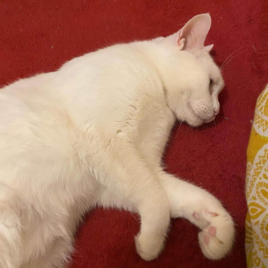 金巻ともこのインスタグラム：「行き倒れハク  #cat #whitecat #白猫 #chatblanc #猫 #catstagram  #hakuchai」