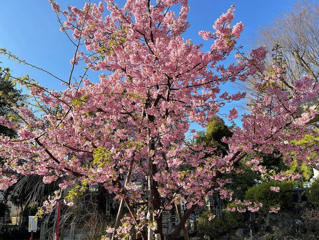 鷹木信悟さんのインスタグラム写真 - (鷹木信悟Instagram)「㊗️本日2月23日は富士山の日🗻 散歩がてらに千駄ヶ谷の富士塚へ🙏 河津桜も綺麗で気分上々🌸 良い一日となりました✨ #富士山の日  #天皇誕生日 #鳩の森八幡神社  #prowrestler」2月23日 16時09分 - takagi__shingo