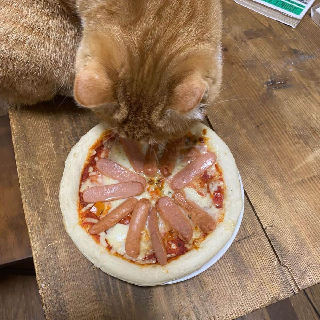 金巻ともこさんのインスタグラム写真 - (金巻ともこInstagram)「ああっ！？ というウィンナー追加したチルドピザです。もう1本なんか追加されてるけど…… #pizza  #おうちごはん #ひとりごはん #hakuchai #tabby #orangetabby #cat #猫 #茶トラ男子部 #catstagram  #おうちごはん金巻 #おうちごはんと猫 #猫とごはん #pizza」2月23日 16時10分 - tomotomoco