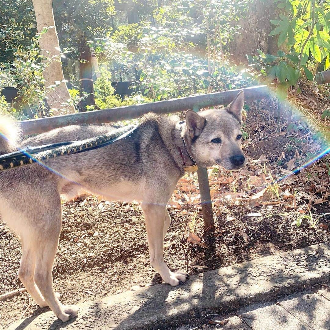 坂本美雨さんのインスタグラム写真 - (坂本美雨Instagram)「今朝は顔をベロベロ舐めてくれたカンちゃん。フォトジェニック！  #ミグノン #保護犬 @petmignon」2月23日 16時16分 - miu_sakamoto