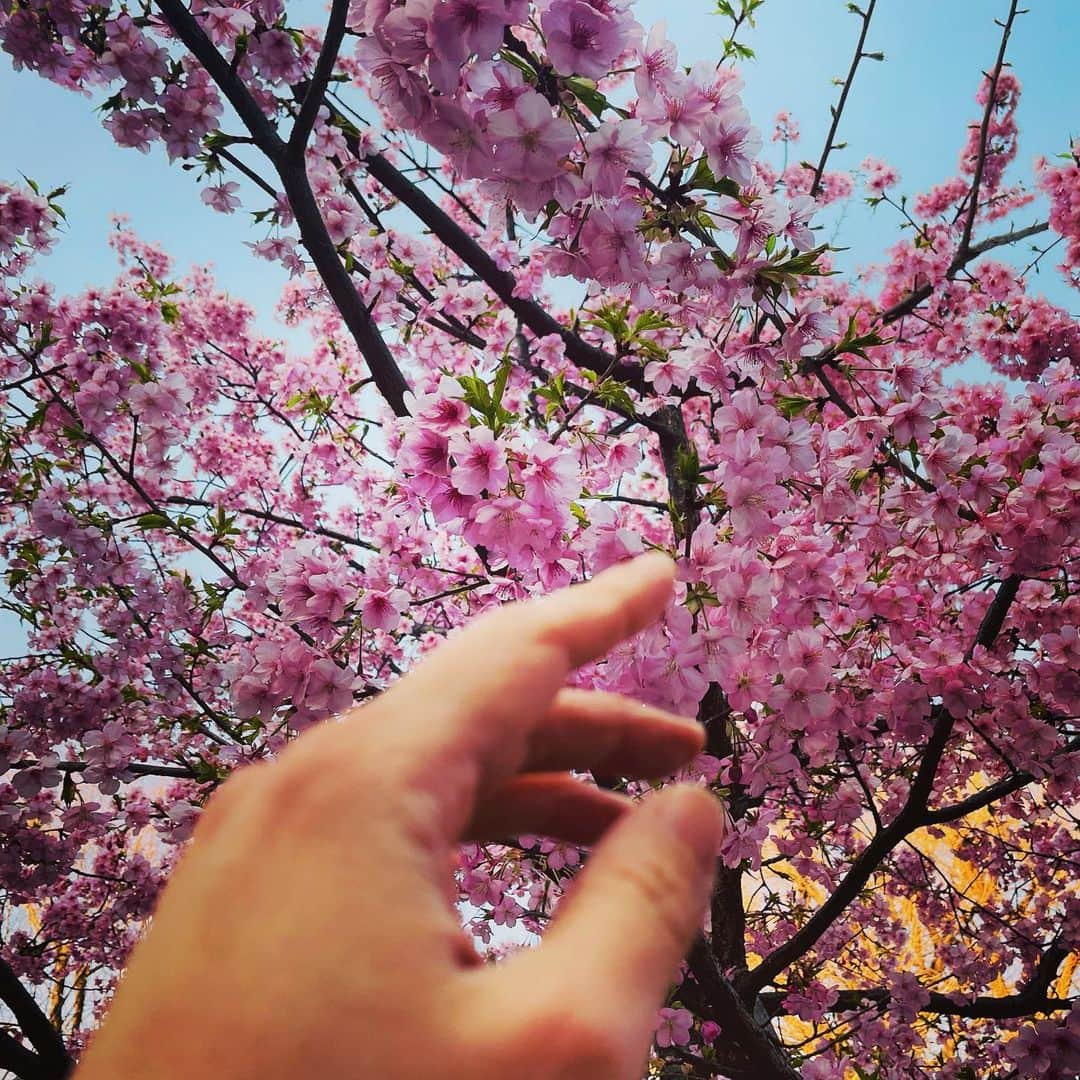 のインスタグラム：「撮影劇場の近くでみっけた、春。 桜ってなんでこんなに美しいんだろう 早く、皆んなにも、春が来ますように。 . 篭ってばかりじゃなくて、 万全の対策をして、 外に出て何かしようと思った、 . . . #cherryblossom #beautiful #instagood #japaneseculture #spring #actress #singersongwriter #kokonesasaki  #桜 #さくら #春 #みんなにも #春よ来い #佐々木心音」