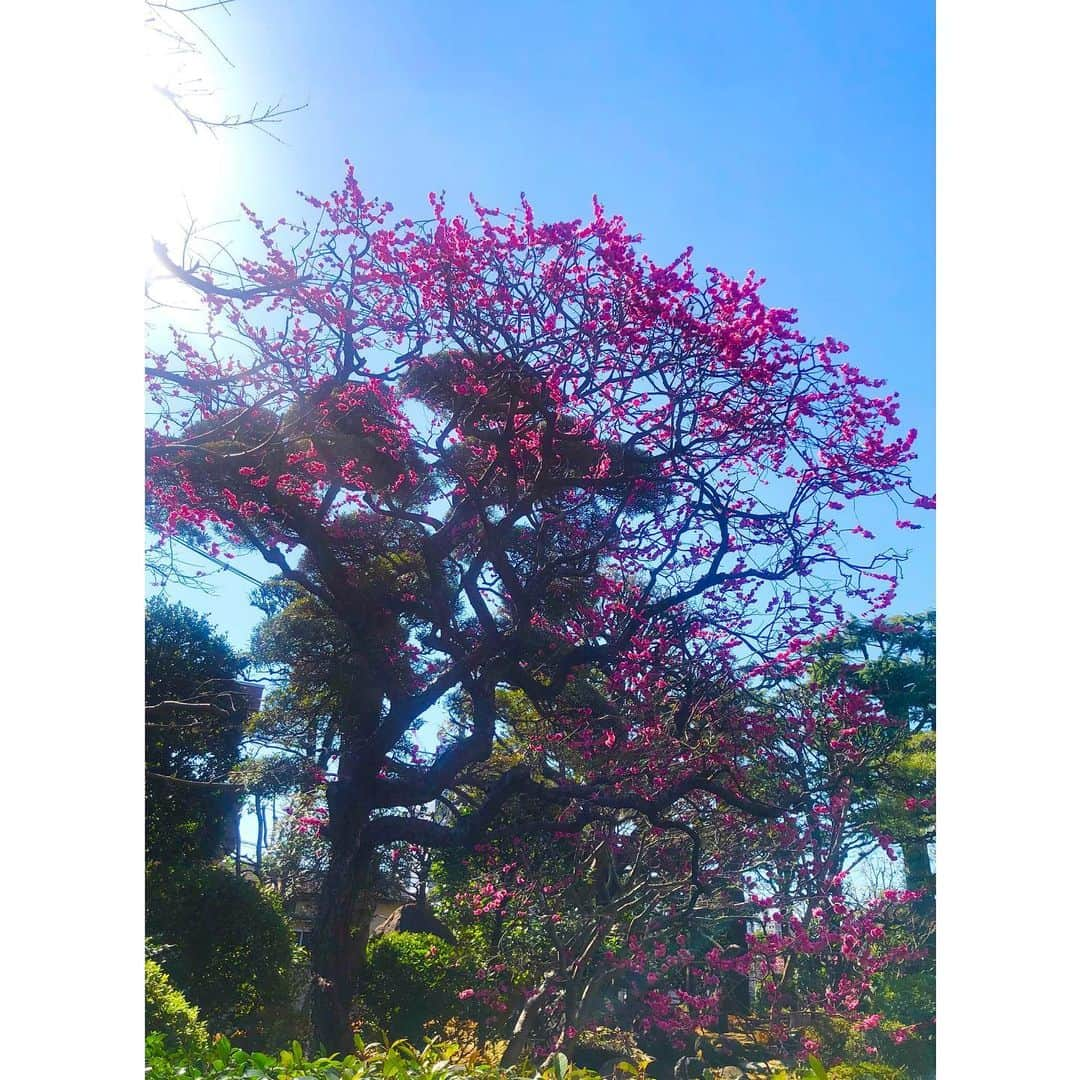 花總まりさんのインスタグラム写真 - (花總まりInstagram)「今日も暖かい☀️ 我が家の梅はただ今満開です☺️」2月23日 16時42分 - hanafusamari_official