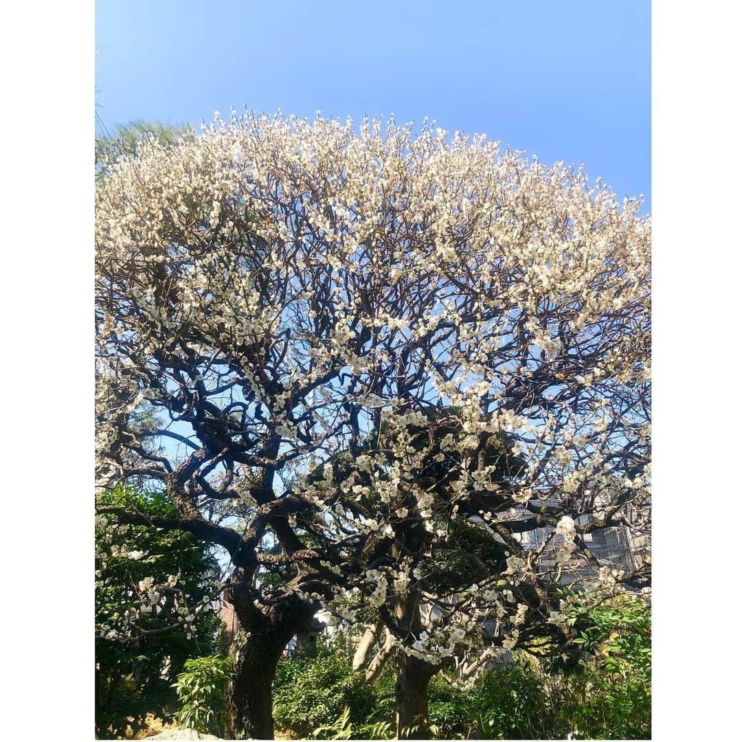 花總まりさんのインスタグラム写真 - (花總まりInstagram)「今日も暖かい☀️ 我が家の梅はただ今満開です☺️」2月23日 16時42分 - hanafusamari_official