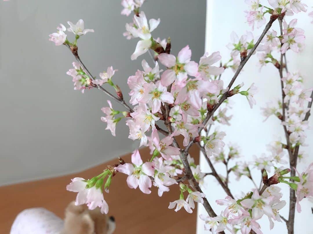 大湖せしるさんのインスタグラム写真 - (大湖せしるInstagram)「﻿ ﻿ ﻿ 満開❀︎❀︎❀︎﻿ ﻿ 春は﻿ すぐそこに﻿ ﻿ ﻿ ﻿#桜 #啓翁桜 #満開 #桜のある生活  #今年はどんな桜に出会えるかな」2月23日 16時52分 - cecile_daigo