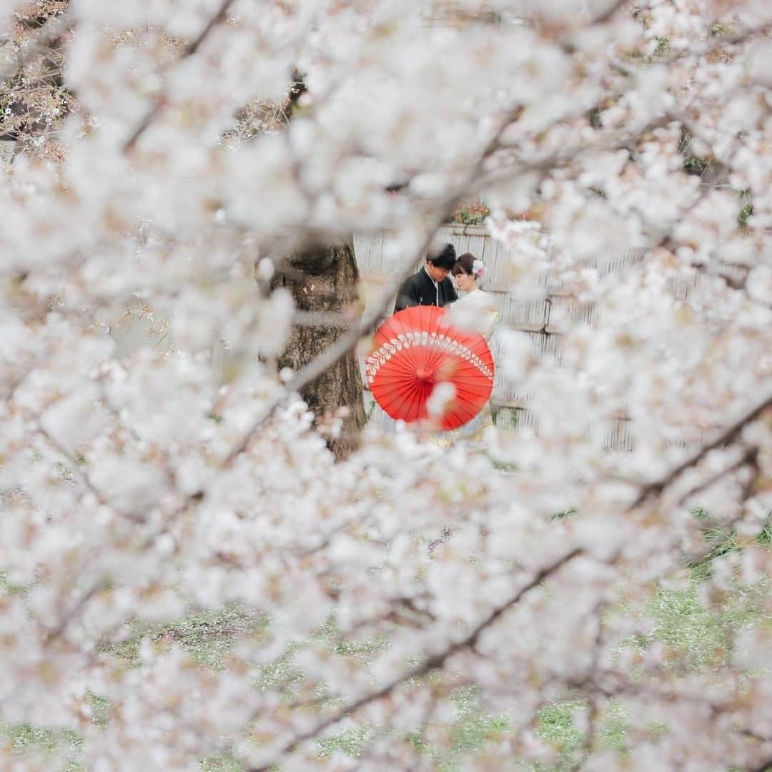 ラヴィ•ファクトリーさんのインスタグラム写真 - (ラヴィ•ファクトリーInstagram)「. 【写真で叶える結婚式】 . 例年大人気な桜のシーズンが近づいてまいりました* 日本の伝統、季節の美しさを感じていただける季節。 ご希望スポットなど、ぜひお早めにご相談くださいませ。 —————— ラヴィファクトリー大宮: @omiya_laviephotography  Photographer:肘井 AREA:JAPAN,OMIYA —————— @laviefactoryをフォローして #laviefactory #ラヴィファクトリー のハッシュタグをつけて お写真を投稿してみてくださいね✳︎ . こちらの公式IG（@laviefactory） で取り上げさせていただきます✨ #wedding#weddingphotography #ラヴィファクトリー #laviefactory #photo #生きる写真 #ハートのある写真 #instawedding #結婚写真 #ウェディング #ウェディングフォト #撮影指示書 #ロケーションフォト #前撮り #プレ花嫁 #結婚準備 #写真好きな人と繋がりたい #フォトウェディング #卒花 #前撮り #後撮り #ウェディングニュース #プラコレ #桜 #桜フォト #和装フォト #番傘 #2021春婚」2月23日 17時11分 - laviefactory