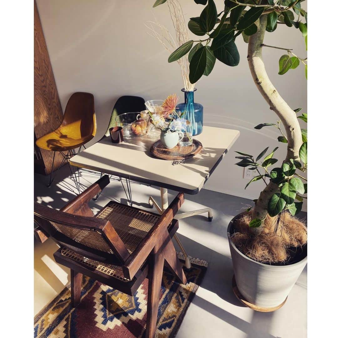坪田あさみのインスタグラム：「. 冬の日差しが好きです🌞 これからまた寒くなるのかな。 花粉も始まってるしね。 短い2月に加え来月からGW進行も聞こえてきた😂 がんばって乗り切りましょ🙌🏼 . #日々の楽しみ #移住 #湘南移住 #インテリア好き #家のこと #ガスストーブ #マンションリノベーション #イームズ #ジャンヌレ  #中古マンションリノベーション #グリーンのある暮らし  #スケルトンリノベーション　#花のある暮らし  #リノベーション #シンプルインテリア  #家づくり #マイホーム #ヘリンボーン #モールテックス #家具好き  #インテリア好きな人と繋がりたい  #リノベーションマンション #日々の暮らし #インテリア #interiordesigning #ラグ #myhomestyle」