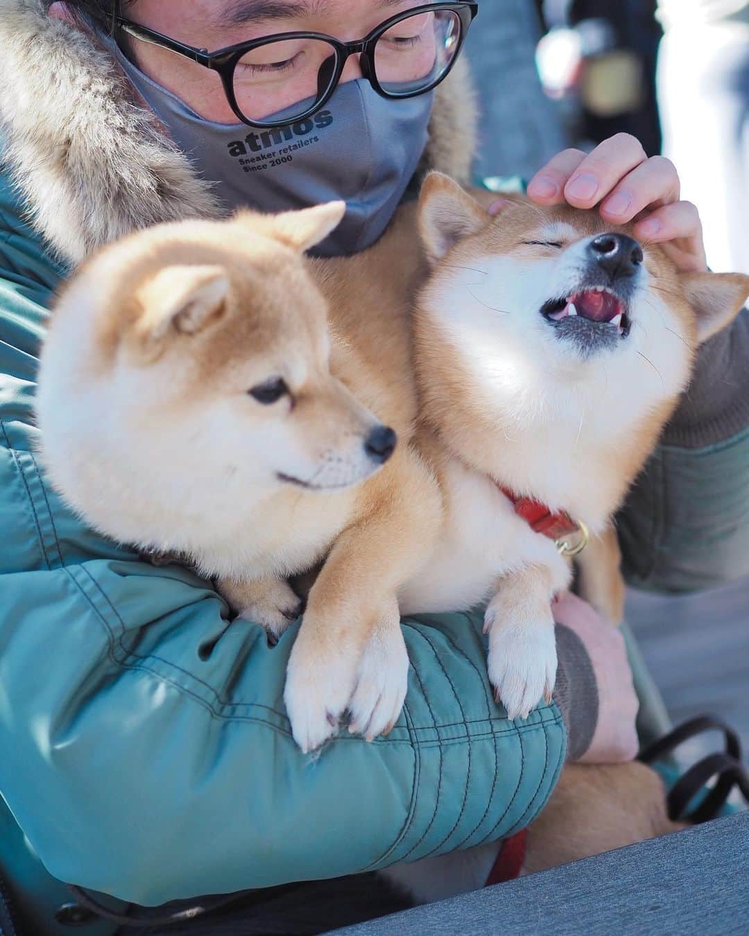 豆柴にこちゃんさんのインスタグラム写真 - (豆柴にこちゃんInstagram)「🐶 今日は北風すごいし寒いしで テラス席でランチしてたら にこが寒そうにブルブル。  トムがあっためてあげてたら ポカポカしてきて寝ちゃった にこの顔がおまんじゅうすぎる😙  1枚目うっすら舌見えてる👅 2枚目はキス待ち顔。  #ヘッドロックにこ  #柴犬#豆柴#pecoいぬ部#犬#shibastagram#petstagram#犬#犬のいる暮らし#shibainu#dog#mameshiba#pecotv#いぬのきもち部#しばいぬ#しばけん#こいぬ#シバイヌ#狗#ペット#子犬#puppy#pet#시바견#강아지#개#instacute#barked#9gag#9gagpets」2月23日 17時17分 - nikochan.mame48