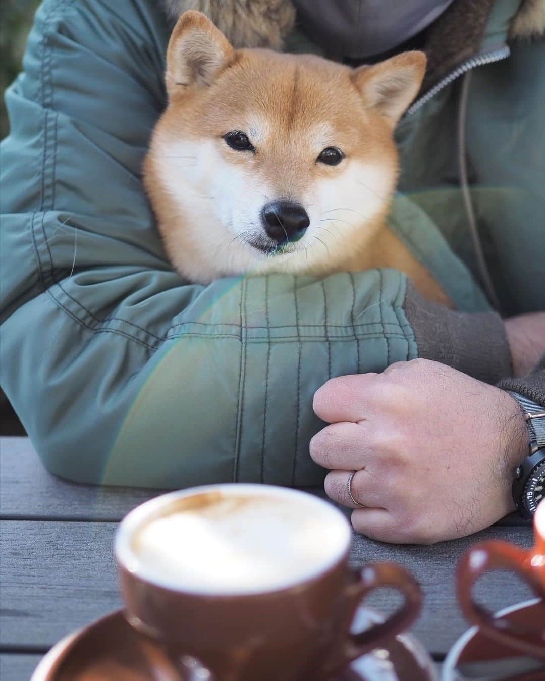 豆柴にこちゃんさんのインスタグラム写真 - (豆柴にこちゃんInstagram)「🐶 今日は北風すごいし寒いしで テラス席でランチしてたら にこが寒そうにブルブル。  トムがあっためてあげてたら ポカポカしてきて寝ちゃった にこの顔がおまんじゅうすぎる😙  1枚目うっすら舌見えてる👅 2枚目はキス待ち顔。  #ヘッドロックにこ  #柴犬#豆柴#pecoいぬ部#犬#shibastagram#petstagram#犬#犬のいる暮らし#shibainu#dog#mameshiba#pecotv#いぬのきもち部#しばいぬ#しばけん#こいぬ#シバイヌ#狗#ペット#子犬#puppy#pet#시바견#강아지#개#instacute#barked#9gag#9gagpets」2月23日 17時17分 - nikochan.mame48